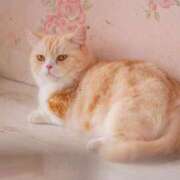 ヒメ日記 2025/06/28 00:02 投稿 しほ 性腺熟女100％（デリヘル市場）