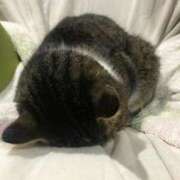 ヒメ日記 2026/01/24 16:18 投稿 しほ 性腺熟女100％本店（デリヘル市場）