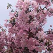 ヒメ日記 2025/04/06 17:46 投稿 りほ 奥様鉄道69 仙台店