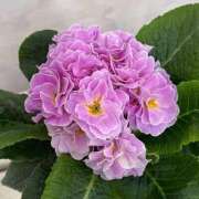 ヒメ日記 2026/01/26 01:06 投稿 りほ 奥様鉄道69 仙台店