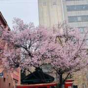 せりか 何桜だろう 熟女の風俗最終章 仙台店