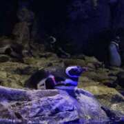 ヒメ日記 2025/09/19 18:05 投稿 ゆいな 池袋マリン別館