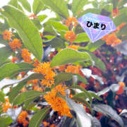 ひまり 好きなお花 ビジョルナ（bijouluna）