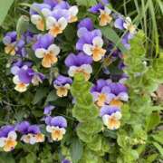 ヒメ日記 2025/07/06 16:35 投稿 美知-みち【FG系列】 ほんつま 町田/相模原店