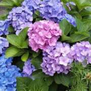 ヒメ日記 2025/07/16 10:12 投稿 明美（あけみ） 東金人妻花壇