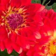 ヒメ日記 2025/09/09 23:07 投稿 夏目 えあり LIMIT BREAK 錦糸町