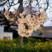 ヒメ日記 2025/03/05 07:30 投稿 りおな 東京人妻セレブリティ（ユメオト）