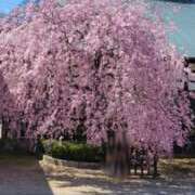 ヒメ日記 2025/03/29 15:05 投稿 りおな 東京人妻セレブリティ（ユメオト）