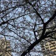 ヒメ日記 2025/03/30 14:52 投稿 りおな 東京人妻セレブリティ（ユメオト）