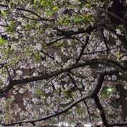 ヒメ日記 2025/04/08 14:54 投稿 りおな 東京人妻セレブリティ（ユメオト）