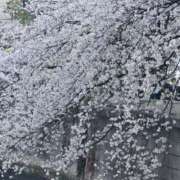 ヒメ日記 2025/04/09 07:20 投稿 りおな 東京人妻セレブリティ（ユメオト）