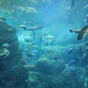 ヒメ日記 2025/04/11 18:15 投稿 りおな 東京人妻セレブリティ（ユメオト）