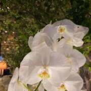 ヒメ日記 2025/08/23 12:49 投稿 りおな 東京人妻セレブリティ（ユメオト）