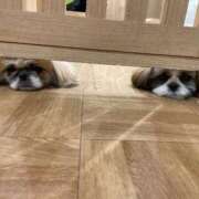 ヒメ日記 2024/12/21 07:56 投稿 かざり マリン千姫