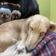 ヒメ日記 2025/02/10 06:56 投稿 かざり マリン千姫