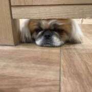 ヒメ日記 2025/02/20 17:26 投稿 かざり マリン千姫