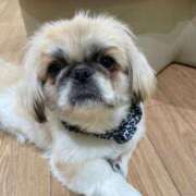 ヒメ日記 2025/03/21 06:56 投稿 かざり マリン千姫