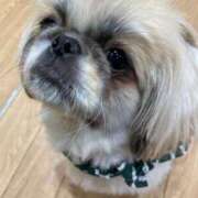 ヒメ日記 2025/03/23 07:01 投稿 かざり マリン千姫