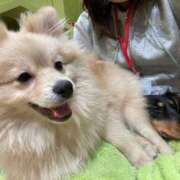 ヒメ日記 2025/04/01 07:06 投稿 かざり マリン千姫