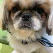 ヒメ日記 2025/04/06 06:26 投稿 かざり マリン千姫