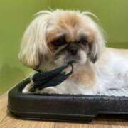 ヒメ日記 2025/04/14 15:26 投稿 かざり マリン千姫