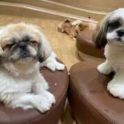 ヒメ日記 2025/04/26 05:16 投稿 かざり マリン千姫