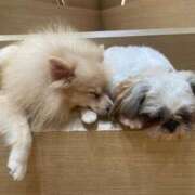 ヒメ日記 2025/08/19 21:35 投稿 かざり マリン千姫