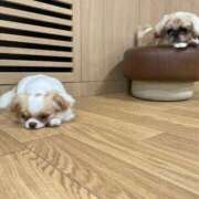 ヒメ日記 2025/09/15 11:22 投稿 かざり マリン千姫