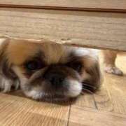 ヒメ日記 2025/10/19 18:32 投稿 かざり マリン千姫