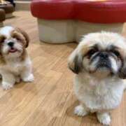 かざり 明日もまったり☺️ マリン千姫