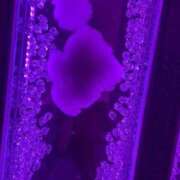 ヒメ日記 2025/02/11 13:25 投稿 えま 逆バニーメンズエステ とろとろオイルSPA