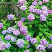 ヒメ日記 2026/06/20 12:50 投稿 千束【チサト】 輝女