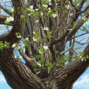 ヒメ日記 2026/03/31 19:00 投稿 つむぎ(つむぎ) ロケットワイフ