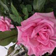 ヒメ日記 2026/04/25 22:11 投稿 らん ファーストレディー