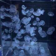 ヒメ日記 2025/07/07 12:49 投稿 せりな MOMO(モモ)