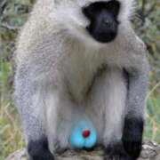 ヒメ日記 2025/11/24 12:17 投稿 ギンガ 川崎ソープ　クリスタル京都南町