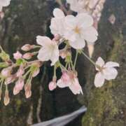 ヒメ日記 2025/03/28 12:53 投稿 野村 ミセスの手ほどき