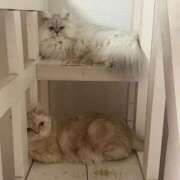 ヒメ日記 2025/03/01 11:26 投稿 りおん ティアラ