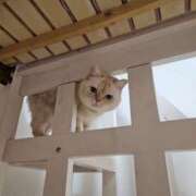 ヒメ日記 2025/04/07 16:15 投稿 りおん ティアラ