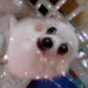 ヒメ日記 2026/01/28 19:49 投稿 あまね 素人妻御奉仕倶楽部Hip's松戸店