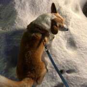 ヒメ日記 2025/03/04 23:35 投稿 さくら ティアラ