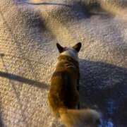 ヒメ日記 2025/03/06 00:00 投稿 さくら ティアラ