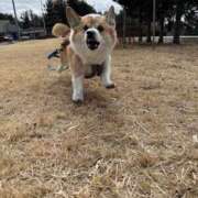 ヒメ日記 2026/02/17 11:24 投稿 さくら ティアラ