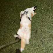 ヒメ日記 2026/03/24 21:58 投稿 さくら ティアラ