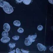 ヒメ日記 2025/10/23 08:20 投稿 あずさ 京都出張メンズエステChou Chou（シュシュ)