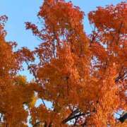 ヒメ日記 2025/11/01 08:48 投稿 柊木ななみ お姉さんCLUB