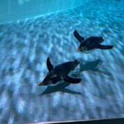 ヒメ日記 2026/02/07 13:42 投稿 柊木ななみ お姉さんCLUB