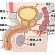 ヒメ日記 2025/11/20 15:07 投稿 セイラ 名古屋Ｍ性感 ルーフ倶楽部