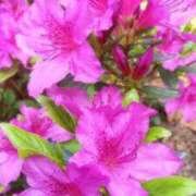 ヒメ日記 2025/05/21 14:55 投稿 みう先生 DANDY BODY