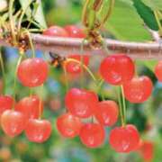 ヒメ日記 2026/06/20 01:27 投稿 ☆きみえ奥様 club生奥様～福島店～